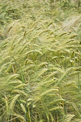 Pole  niedojrzałego  jęczmienia .Tło z pola niedojrzałego jęczmienia w pochmurny dzień. © IreneuszB