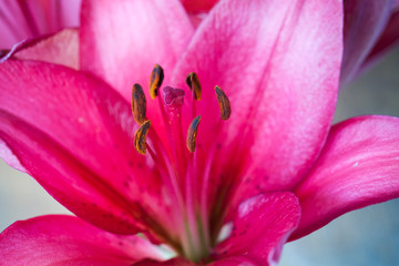 Bright pink lily flower fragment, macro photo