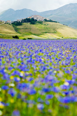 Castelluccio di Norcia, pian grande, Italy