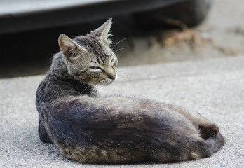 portrait of a threatening cat lying on the street