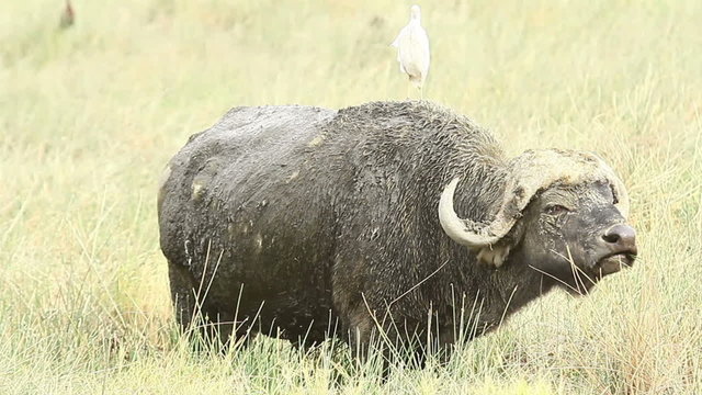 Male buffalo eating grass near, Kenya
