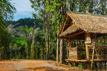 hut on the road in the jungle  on the  Phuket in Thailand