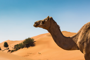 Desert landscape with camel