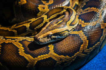 Royal Python
