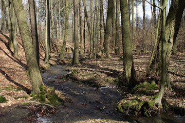 Waldbach im Frühjahr