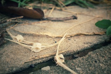 Fish bone