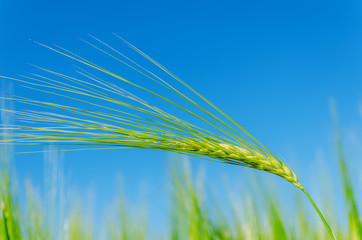 green barley on field and deep blue sky