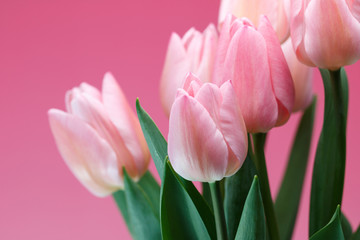 Fototapeta premium Tulipan