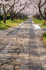 桜のアーチ＠佐賀県武雄市