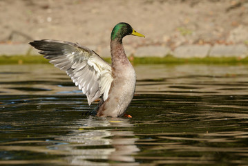 Mallard - Male
