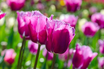 Obraz premium bright lilac tulips in the garden