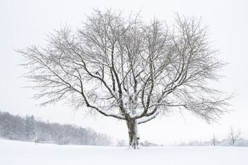 Ein Baum steht einsam in der kalten verschneiten Landschaft.