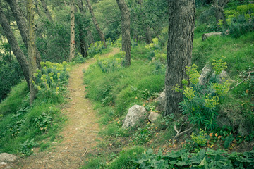 Naklejka premium Ein schmaler Pfad zieht sich durch den Wald.