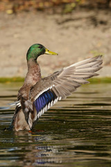 Mallard - Male