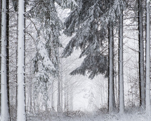 Frischer Schnee liegt im dichten Wald.