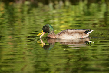 Mallard - Male