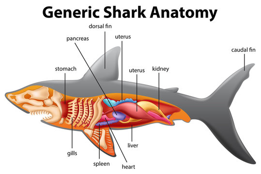 Generic shark anatomy chart