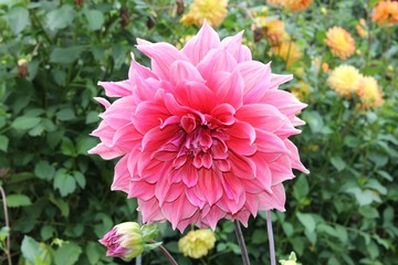 Pink Dahlia