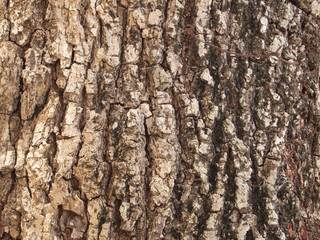 Tree bark texture