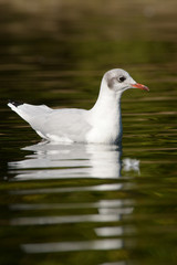 Black-headed Gull