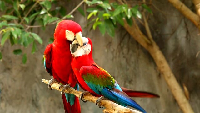 macaw in chiangmai nightsafari, chiangmai Thailand
