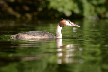Great Crested Grebe