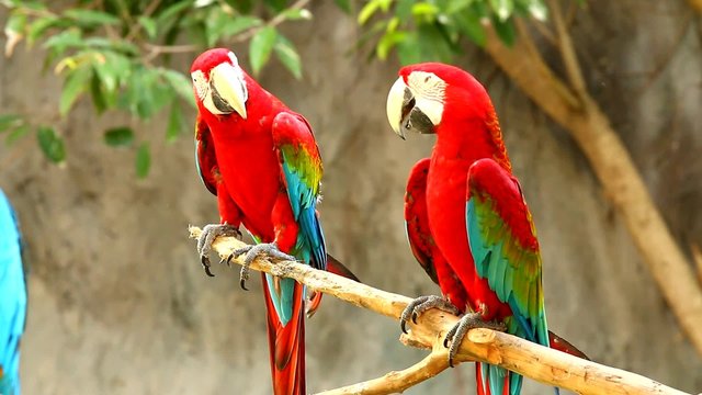 macaw in chiangmai nightsafari, chiangmai Thailand