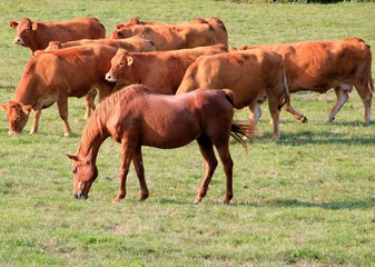 Troupeau de vaches Limousines.