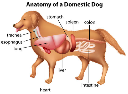 Anatomy of domestic dog