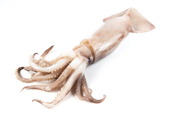 freshly caught squid on white background