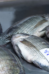 Fresh fish / Khlong Toey Market / Bangkok