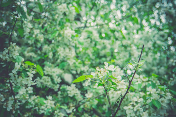 White Blossom in Spring Retro
