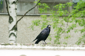 Wild Black Raven