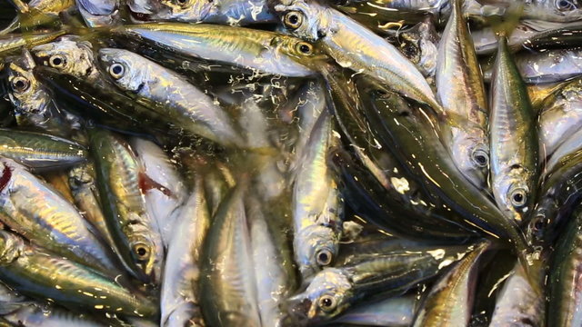 Close up view at many pilchards lashing in water