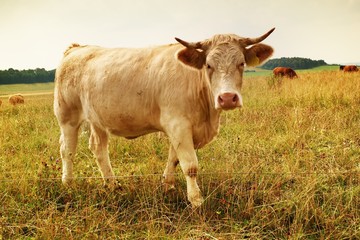 White cow grazing in the meadow. Hot sunny day on meadow with yellow grass stalks. Flies sit on cow head.