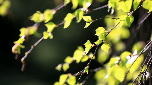 Green birch leaves trembling on spring wind in forest