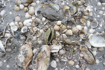 viele Muscheln im Watt