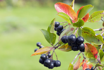 Арония или черноплодная рябина