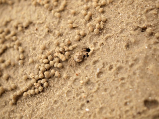 Tiny Ghost Crabs digging holes in the sand