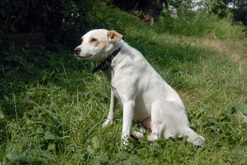 Obraz na płótnie Canvas White dog sitting on the grass