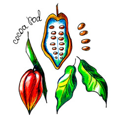 cocoa pod