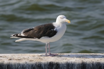 möwe 85