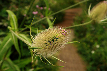 Close up of Teasel Head (Dipsacus fullonum)