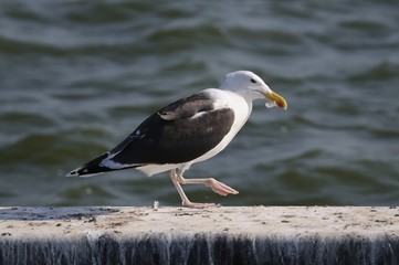 möwe 86