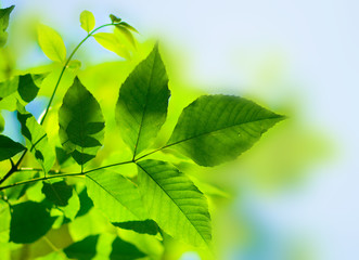 Fototapeta na wymiar leaves on the green backgrounds