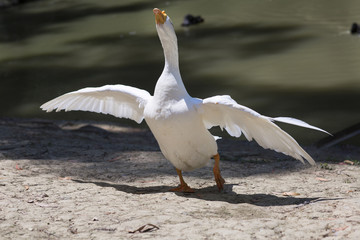 Белый гусь стоит около озера. Белый гусь вытянул шею и расправил крылья. 