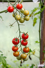 Tomatoes on the branch.