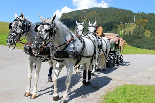 Well decorated Lipizzan Horses with harness (Lipizzaner) standing on the path with mountain background in Tyrol, Austria