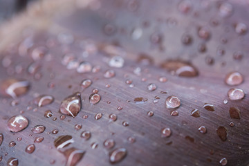 leaf with water drops