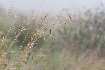 Goutte de rosée sur l'épi d'herbe